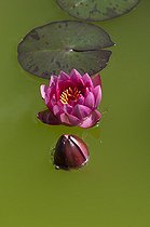White Water Lily 'rosea' in flower in a garden - Denmark 