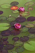 White Water Lily 'rosea' in flower in a garden - Denmark 
