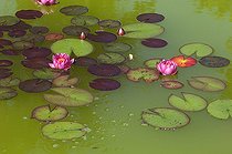 White Water Lily 'rosea' in flower in a garden - Denmark 