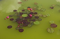 White Water Lily 'rosea' in flower in a garden - Denmark 
