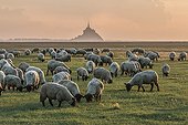 Salt meadow sheep in front of the Mont Saint-Michel - France