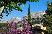 Judas tree and Dentelles de Montmirail in Vaucluse -France