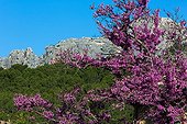 Judas tree and Dentelles de Montmirail in Vaucluse -France