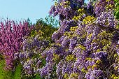 Glycin and Judas tree in bloom in a garden