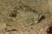Silver Conch on sand - New Caledonia