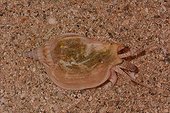 Swan Conch on sand - New Caledonia