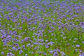 Notchleaf field
