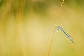 Damselfly on a stem - Prairie Fouzon France