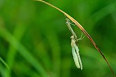 Emergence of Damselfly on a stem - Prairie Fouzon France
