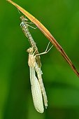 Emergence of Damselfly on a stem - Prairie Fouzon France