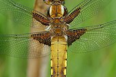 Eurasian Red Dragonfly warming - Prairie Fouzon France