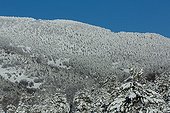 Connifères enneigés dans le Mont Ventoux - Vaucluse