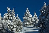 Connifères enneigés dans le Mont Ventoux - Vaucluse