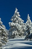 Connifères enneigés dans le Mont Ventoux - Vaucluse