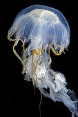 Jellyfish on black background - Alaska Pacific Ocean