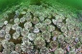 Urchins on the reef - Alaska Pacific Ocean