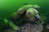 Steller sea lions underwater - Kasaan bay Alaska 