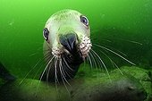 Portrait of Steller sea lion underwater - Kasaan bay Alaska 