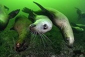 Steller sea lions underwater - Kasaan bay Alaska 