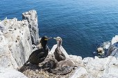 European Shag on chicks at nest on cliff - British Isles 