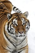 Portrait of Siberian Tiger on snow