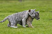Young White Tigers in the grass 