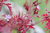 Géranium Herbe à Robert en fleurs - Alsace France