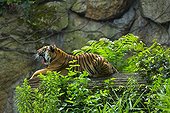 Indochinese Tiger yawning - Zoo Berlin Germany