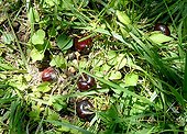 Cherries fallen from cherry tree