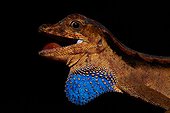 Bark Anole defense - Nouragues French Guiana