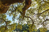 Cork oak -  Alentejo Portugal