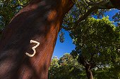 Trunk marked Cork - Alentejo Portugal