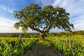 Cork Oak and Vineyard - Alentejo Portugal
