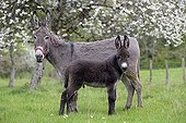 Donkey and colt in an orchard in spring - France