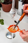 Harvest of tomato seeds ; Washing tomato seeds in a strainer with water removing the pulp. 