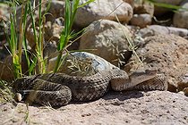 Animas ridge-nosed Rattlesnake on rock - Animas Mountains