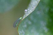 Green lacewing on a leaf