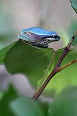 European blue tree frog on a leaf