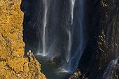 African Fish Eagle on cliff in front of the Victoria Falls