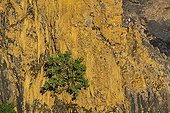 African Fish Eagle on cliff near the Victoria Falls