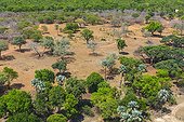 Savannah woodland near the Victoria Falls - Zambia / Zimbabwe