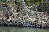 Zambezi River near Victoria Falls - Zambia / Zimbabwe
