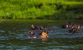 Hippos in the Zambezi River - Victoria Falls