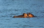 Hippo in the Zambezi River - Victoria Falls