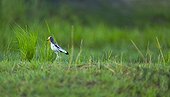 White-crowned Lapwing on Zambezi River bank - Victoria Falls