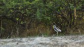 White-crowned Lapwing on Zambezi River bank - Victoria Falls