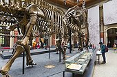 Natural history museum of Belin - Germany ; Museum für Naturkunde<br>Naturkundemuseum or Humboldt-Museum