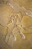 Fossil at Natural history museum of Belin - Germany ; Museum für Naturkunde<br>Naturkundemuseum or Humboldt-Museum<br><br>
