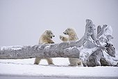Polar bears playing on failed tree - Barter Island Alaska