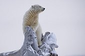 Polar bear on failed tree - Barter Island Alaska